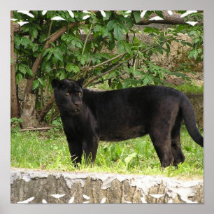 Poster voor pekelpanter