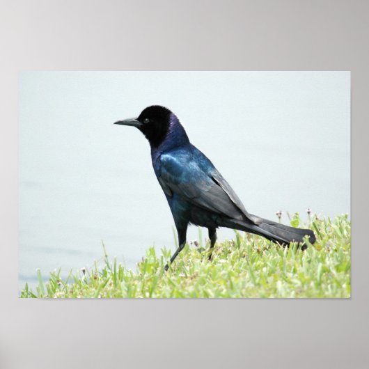 Poster voor rackle of Crow (Voorkant)