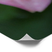 Poster voor roze en gele dagbloem (Hoek)