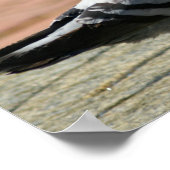 Poster voor volledige duif (Hoek)