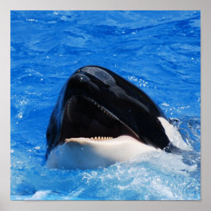 Poster voor walvisgeluiden