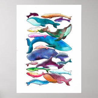 poster voor walvissen, dolfijnen en bruinvissen (k