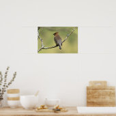 poster voor "Zuid kijken" Cedar Waxing (Keuken)