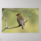 poster voor "Zuid kijken" Cedar Waxing (Voorkant)