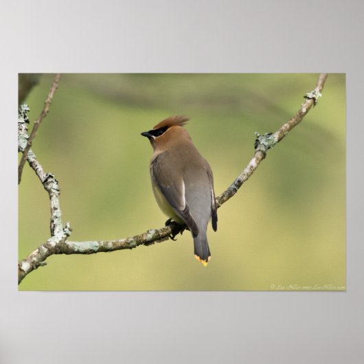 poster voor "Zuid kijken" Cedar Waxing (Voorkant)