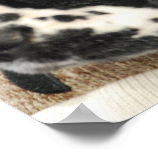 Poster voor zwarte en witte Cocker Spaniel (Hoek)