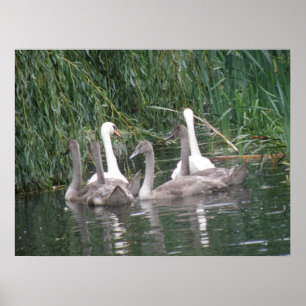 Poster voor zwemmers en cygnets