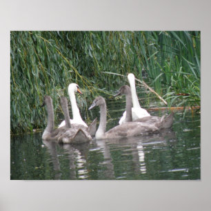 Poster voor zwemmers en cygnets