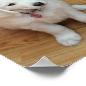 Poster Vos bébés furr sur papier (Coin)