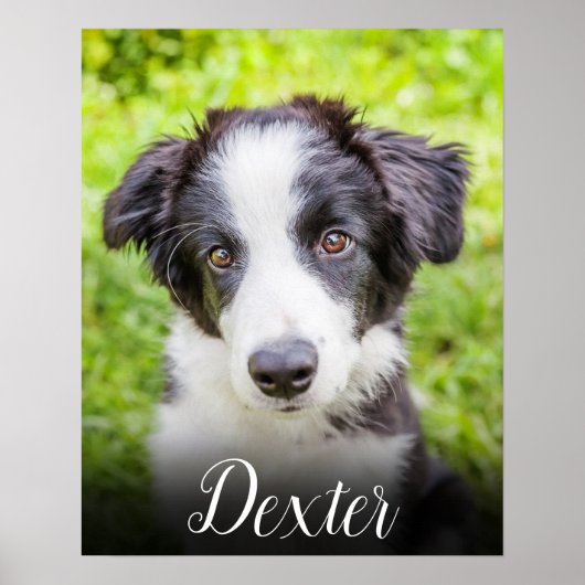 Poster Votre photo d'animal préférée (Devant)