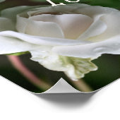 Poster Vous êtes aimés Rose blanche Abstraite Inspiration (Coin)