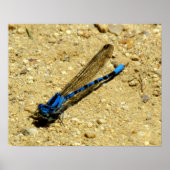 Poster - Vous Me Regardez ? (Devant)