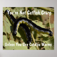Vous n'êtes pas Catfish Crazy Catalpa Worms