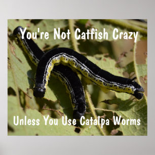 Poster Vous n'êtes pas Catfish Crazy Catalpa Worms