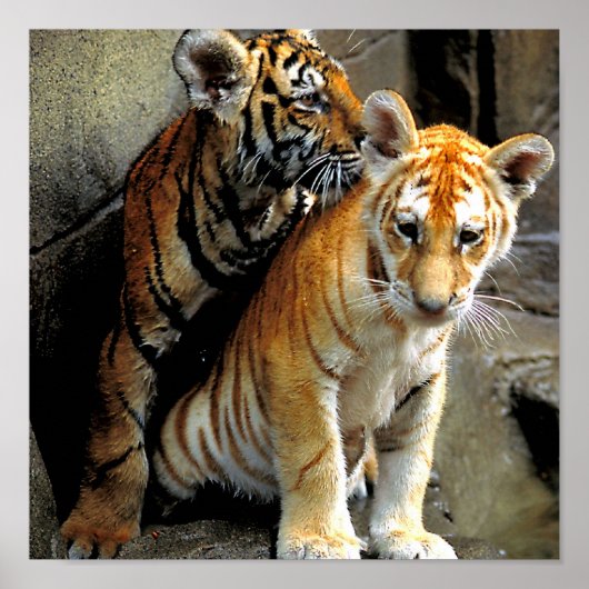 Poster Vous sentez Frisky ? (Devant)