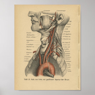 Poster Voûte aortique d'impression d'anatomie d'Allemand