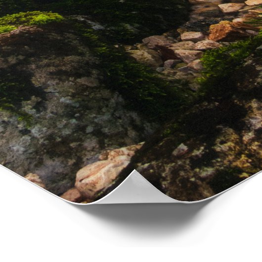 Poster Voyage à travers la forêt magique (Coin)