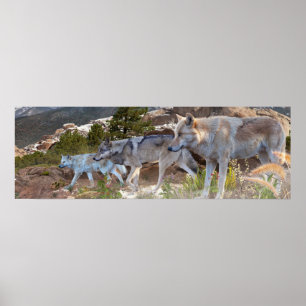 Poster Voyage en famille de loups gris