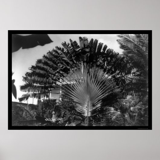 Poster Voyageurs Palm Tree Kenya 1920 (Devant)