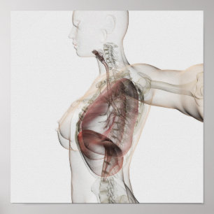 Poster vue 3D de l'appareil respiratoire femelle 2