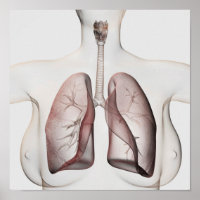 Vue 3D Du Système Respiratoire Féminin 1
