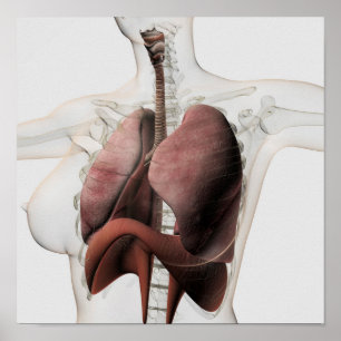 Poster Vue 3D Du Système Respiratoire Féminin 3