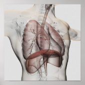 Poster Vue 3D Du Système Respiratoire Homme (Devant)