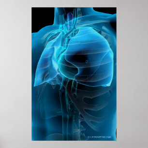 Poster Vue à trois quarts du coeur et des poumons