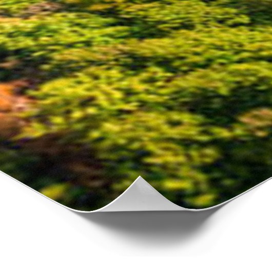 Poster Vue aérienne de la rivière Winny Forêt ensoleillée (Coin)