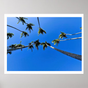 Poster Vue aérienne de palmiers