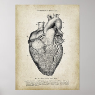 Poster Vue antérieure de l'anatomie cardiaque