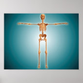 Poster Vue Avant Du Système Skeletal Humain (Devant)