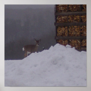 Poster Vue-Cerfs communs avant à la Ferme-Affiche
