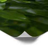 Poster Vue Complète De Cape Chestnut (Coin)