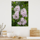 Poster Vue Complète De Cape Chestnut (Cuisine)