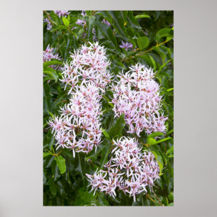 Poster Vue Complète De Cape Chestnut