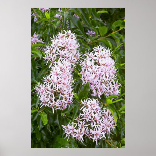 Poster Vue Complète De Cape Chestnut (Devant)