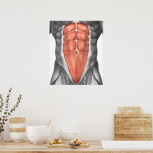Poster Vue Complète Des Muscles Abdominaux Hommes (Cuisine)