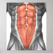 Poster Vue Complète Des Muscles Abdominaux Hommes (Devant)