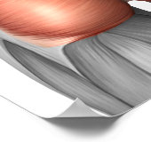 Poster Vue Complète Des Muscles Gluteaux Humains (Coin)