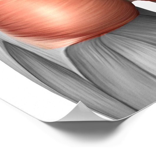 Poster Vue Complète Des Muscles Gluteaux Humains (Coin)