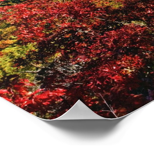 Poster Vue d'automne de la gorge de Linville souvent appe (Coin)