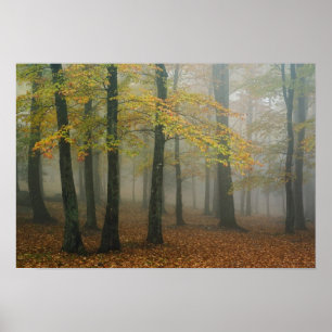 Poster Vue d'automne sur la forêt de brouillard, Grand-pè