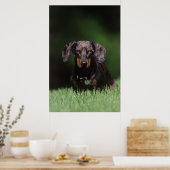 Poster Vue de Dachshund couleur Dapple (Cuisine)
