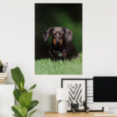 Poster Vue de Dachshund couleur Dapple (Bureau à domicile)