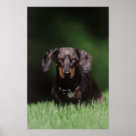 Poster Vue de Dachshund couleur Dapple (Devant)