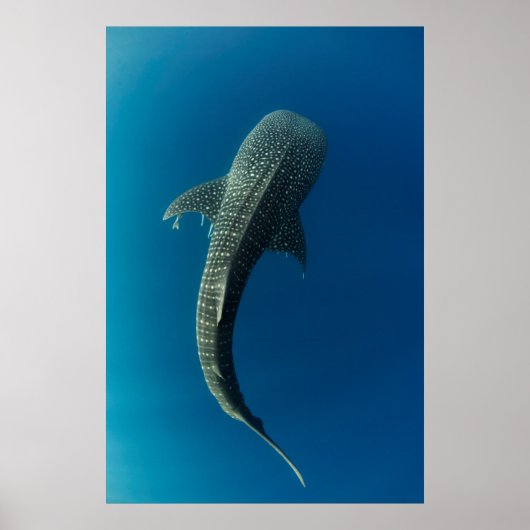 Poster Vue de dessus d'un requin baleine (Devant)