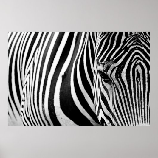 POSTER VUE DE FERMETURE ZEBRA (Devant)
