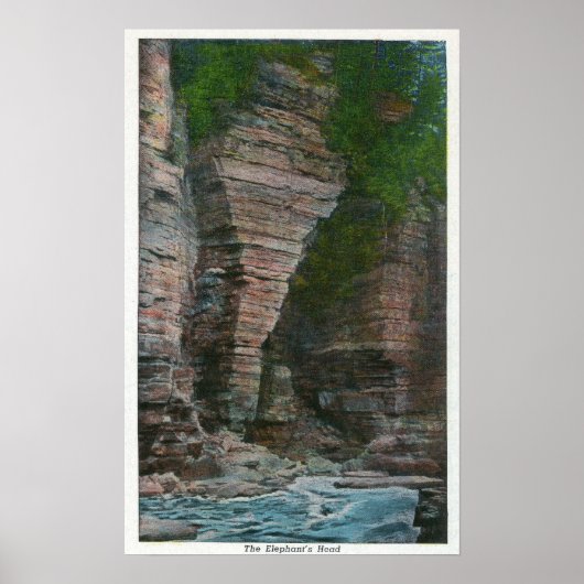 Poster Vue de la tête de l'éléphant (Devant)