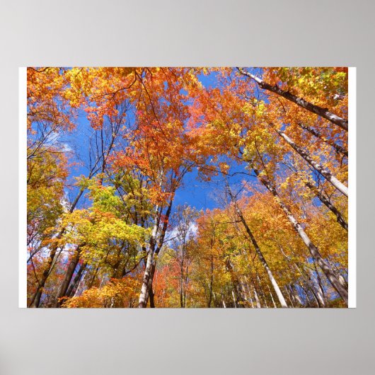 Poster Vue de l'automne (Devant)